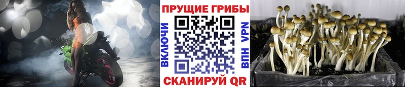Псилоцибиновые грибы MAGIC MUSHROOMS  Чишмы 